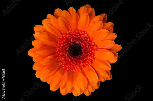 Pot marigold (calendula officinalis)