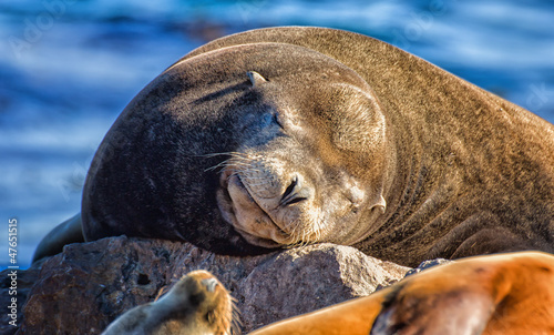 Sea Lions at Rest
