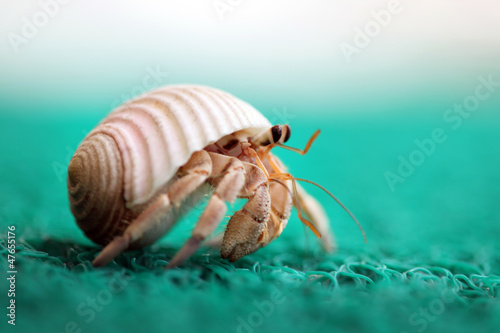 Cute tiny hermit crab running away