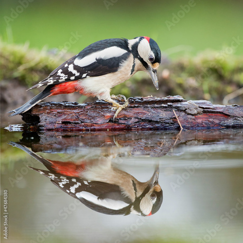 Great spotted woodpecker on a bark in a pond with a reflection