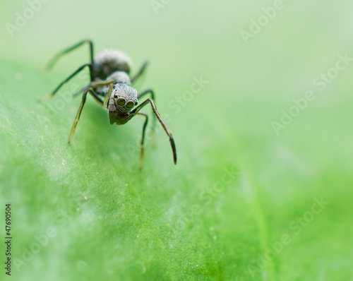 portrait of antmimicking spider (Myrmarachne assimilis)