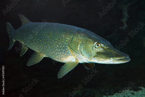 Underwater photo of a big Northern Pike.
