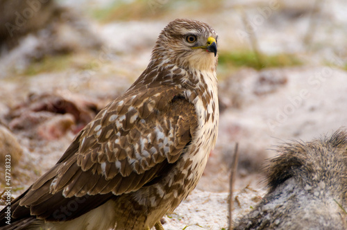 Buzzard - Buteo buteo