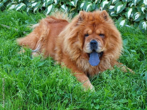 Brown chow chow dog Dina in the green grass