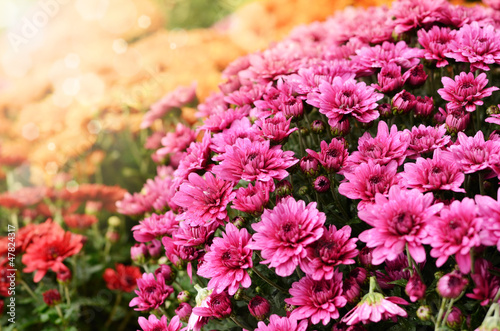 Orange and purple chrysanthemum flowers background