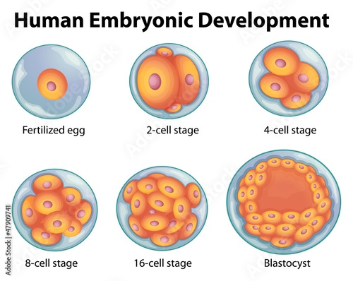 Stages in human embryonic development