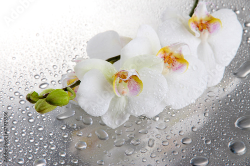 white beautiful orchids with drops