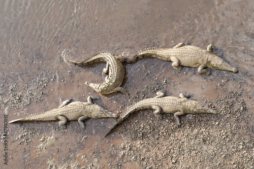 American Crocodiles