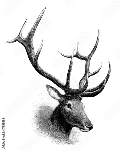 Wapiti Deer : Head