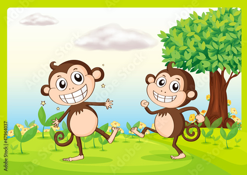 Two monkeys in nature
