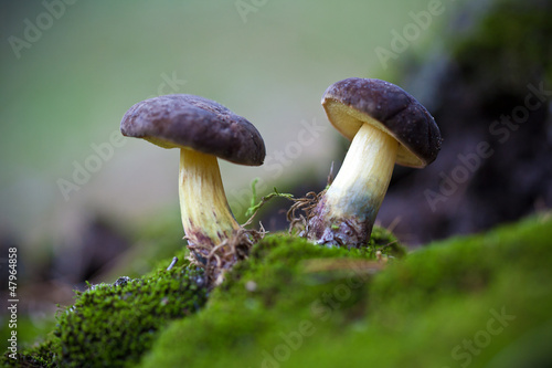 Two Mushrooms in the moss