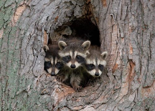 Three Raccoons