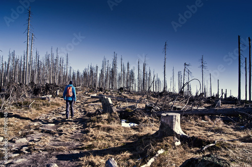 Wanderer in toter Baumlandschaft