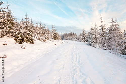 Beautiful winter landscape with snow covered fir trees.