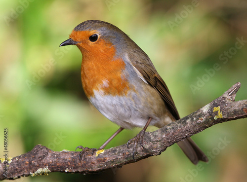 Close up of a Robin perched on a branch