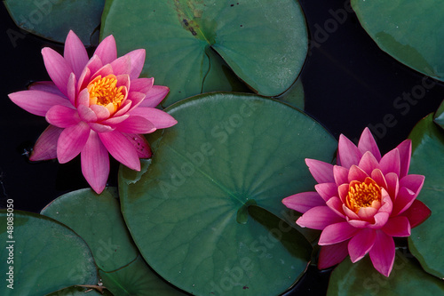 Bright pink water lillies flating on a calm pond