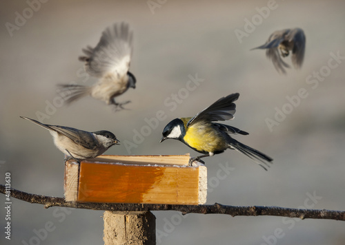birds eating seed from bird feeder