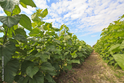 mulberry trees