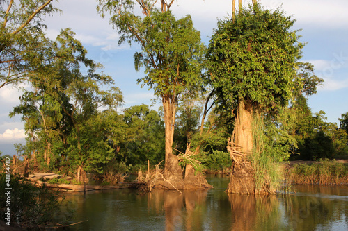 Une mangrove du Mékong