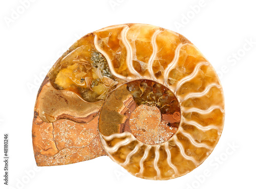 ammonite