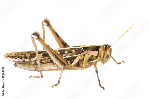 Isolated of big Grasshopper