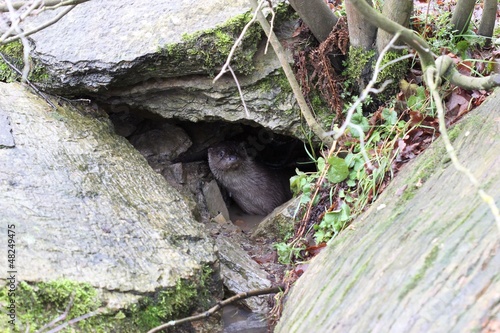 Junger Fischotter im Versteck