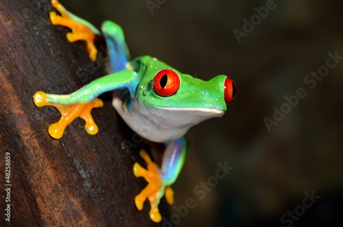 Green tree frog (Agalychnis callidryas) with red eyes, close-up.Terrarium, zoo laboratory. Nature, wildlife, biology, zoology, herpetology, science, education, graphic resource, design, 3D, copy space