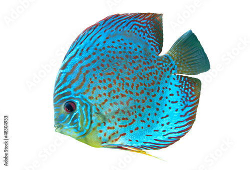 Blue spotted fish Discus