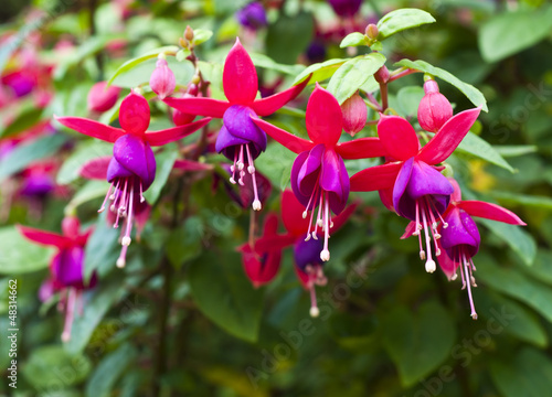 Fuchsia.