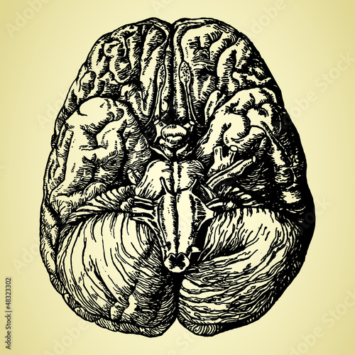 old time hand-drawn brain