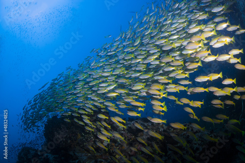 School of Fusiliers swimming over a reef in the Similan Islands