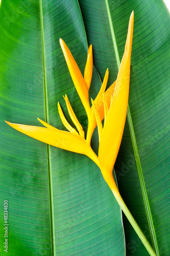 Heliconia flowers on banana leaf