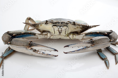 Blue crab on white background