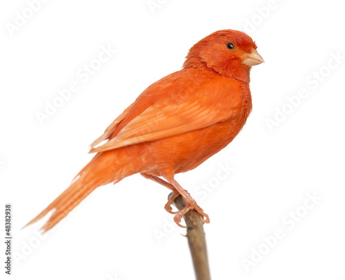 Red canary Serinus canaria, perched on a branch