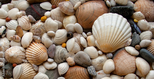 Sea Shells Seashells! - scallop and assorted shells / pebbles