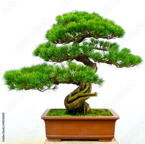 Bonsai pine tree