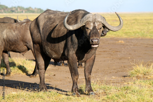 bufalo - safari in Kenya