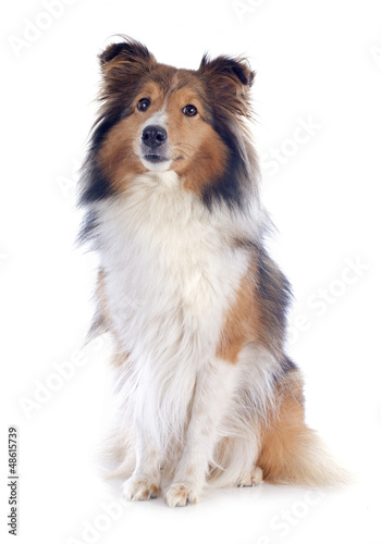 shetland dog