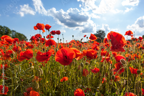 Mohnblüten vor sonnigem Himmel