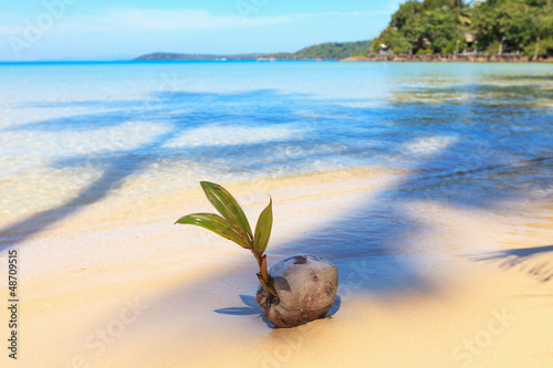 Проросший кокос на песчаном пляже