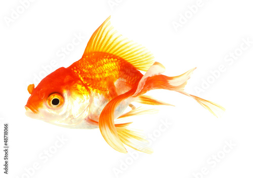 Gold fish. Isolation on the white
