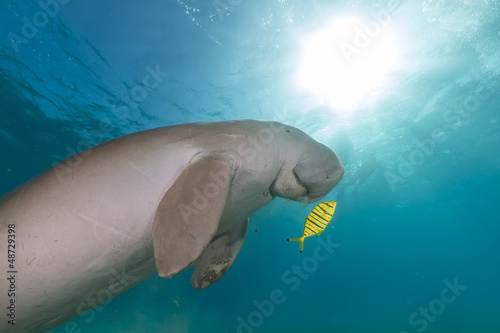 Dugong (dugong dugon) or seacow in the Red Sea.