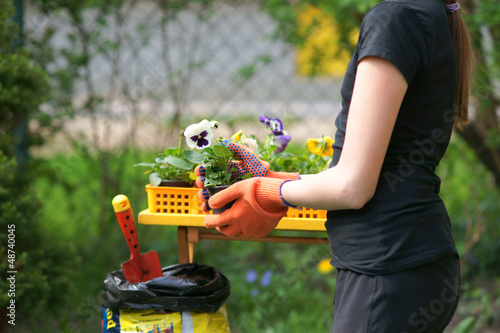 Planting pansies