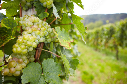 Weinstock mit Riesling-Weißwein-Trauben