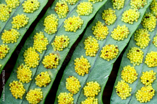 Polypodium fern sori close-up
