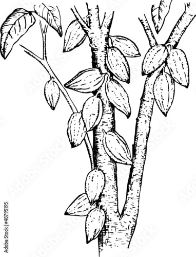 Plant theobroma (Cocoa pods)