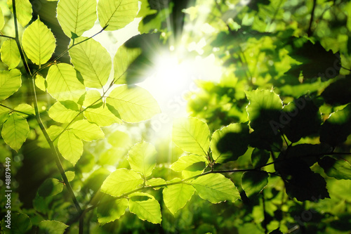 Blätter im Wald umrahmen die Sonne