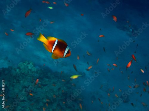 anemonenfisch viele fische