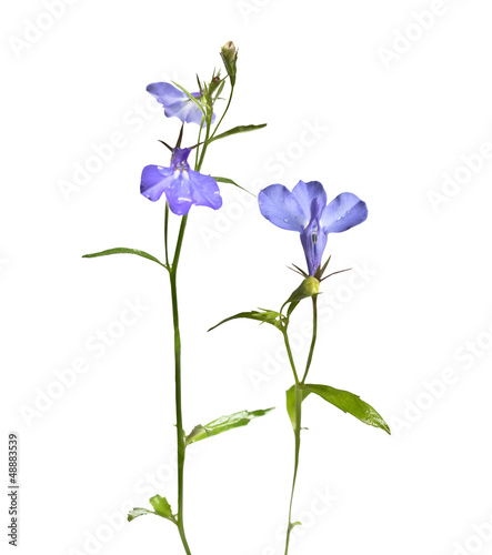 Blooming flower lobelia