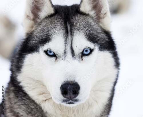 Close up on blue eyes of husky